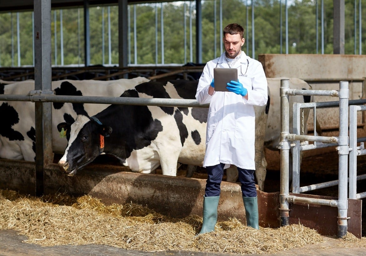 Protect Livestock from Heat Sickness